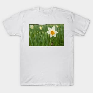 Lone Daffodil in spring T-Shirt